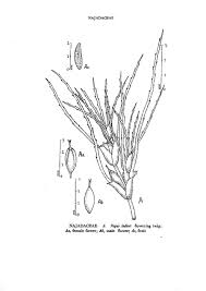 Attēlu rezultāti vaicājumam “Najadaceae”