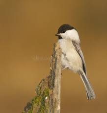 Attēlu rezultāti vaicājumam “Poecile montanus adult”