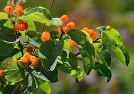 Attēlu rezultāti vaicājumam “Lonicera tatarica fruit”