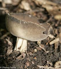 Attēlu rezultāti vaicājumam “Helvella”