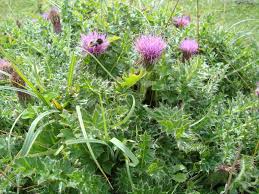 Attēlu rezultāti vaicājumam “Cirsium acaule flower”