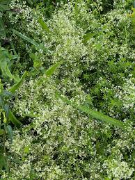 Attēlu rezultāti vaicājumam “Galium album bud”