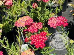 Attēlu rezultāti vaicājumam “Achillea salicifolia flower”