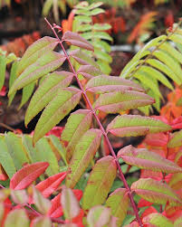 Attēlu rezultāti vaicājumam “Saussurea esthonica leaf”