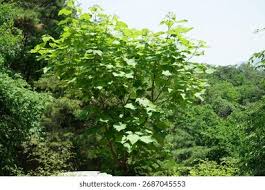 Attēlu rezultāti vaicājumam “Catalpa ovata leaf”