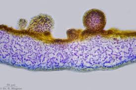 Attēlu rezultāti vaicājumam “Collema flaccidum”