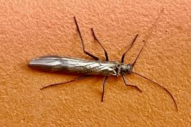 Attēlu rezultāti vaicājumam “Tenthredo scrophulariae exuvia”