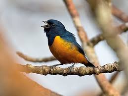 Attēlu rezultāti vaicājumam “Euura acutifoliae”