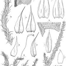 Attēlu rezultāti vaicājumam “Sciuro-hypnum curtum”