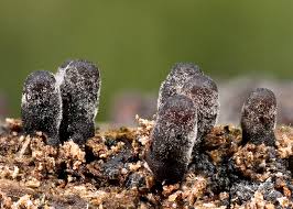 Attēlu rezultāti vaicājumam “Melanospora lagenaria”