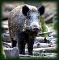 Le Sanglier corse