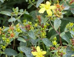 Attēlu rezultāti vaicājumam “Erysiphe galeopsidis”