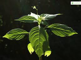 Attēlu rezultāti vaicājumam “Impatiens parviflora leaf”