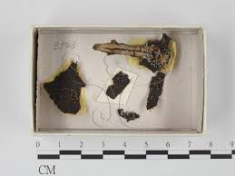 Attēlu rezultāti vaicājumam “Physarum compressum”