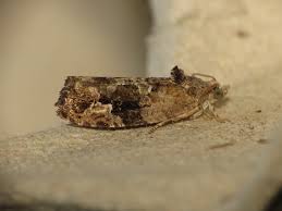 Attēlu rezultāti vaicājumam “Eudemis porphyrana”