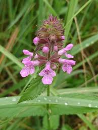 Attēlu rezultāti vaicājumam “Stachys palustris leaf”