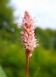 Attēlu rezultāti vaicājumam “Polygonum amphibium flower”