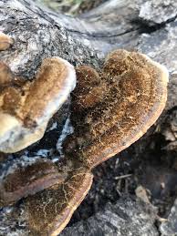 Attēlu rezultāti vaicājumam “Antrodiella semisupina”