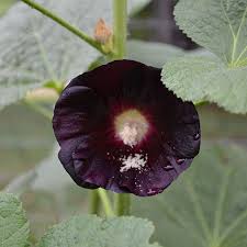 Image result for Alcea (althaea) rosea