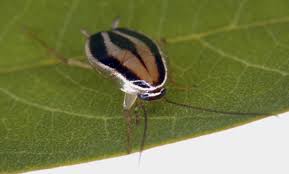 Attēlu rezultāti vaicājumam “Trichia contorta macro”