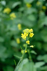 Attēlu rezultāti vaicājumam “Sinapis alba”