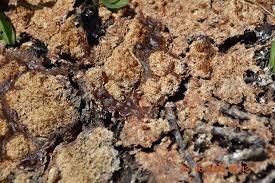 Attēlu rezultāti vaicājumam “Fuligo leviderma plasmodium”