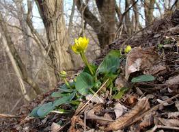 Attēlu rezultāti vaicājumam “Ficaria verna flower”
