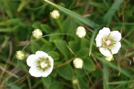 Attēlu rezultāti vaicājumam “Parnassia palustris leaf”
