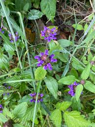 Attēlu rezultāti vaicājumam “Prunella vulgaris flower”