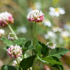 Attēlu rezultāti vaicājumam “Trifolium hybridum flower”