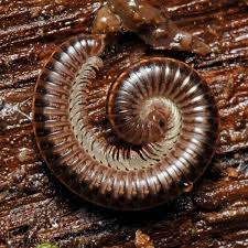 Attēlu rezultāti vaicājumam “Ommatoiulus sabulosus aimatopodus”