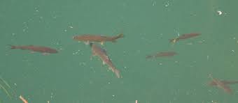 Image result for Squalius vardarensis