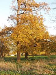 Image result for Upwood Cc