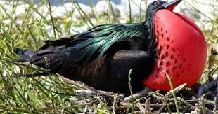 Image result for Fregata aquila