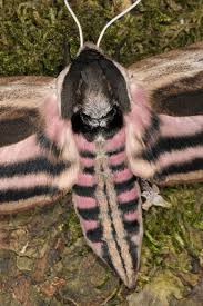 Attēlu rezultāti vaicājumam “Sphinx ligustri”