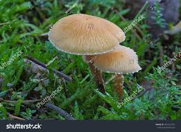 Attēlu rezultāti vaicājumam “Cystoderma amianthinum”