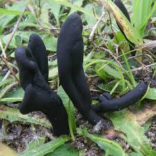 Attēlu rezultāti vaicājumam “Geoglossum sp.”