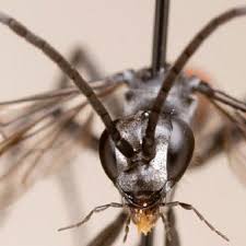 Attēlu rezultāti vaicājumam “Anoplius viaticus”