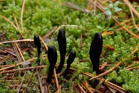 Attēlu rezultāti vaicājumam “Geoglossum sp.”