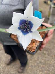 Attēlu rezultāti vaicājumam “Betula humilis female flower”