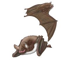 Attēlu rezultāti vaicājumam “Myotis dasycneme”