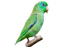 Attēlu rezultāti vaicājumam “Collaria sp.”