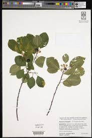 Attēlu rezultāti vaicājumam “Frangula alnus flower”