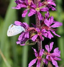 Attēlu rezultāti vaicājumam “Everes argiades female”