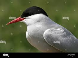 Attēlu rezultāti vaicājumam “Sterna”