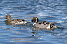 Attēlu rezultāti vaicājumam “Anas acuta”