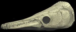 Image result for Atractosteus spatula