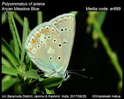 Attēlu rezultāti vaicājumam “Agrodiaetus amandus female”