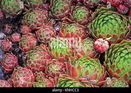 Attēlu rezultāti vaicājumam “Jovibarba globifera fruit”