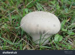 Attēlu rezultāti vaicājumam “Calvatia utriformis”